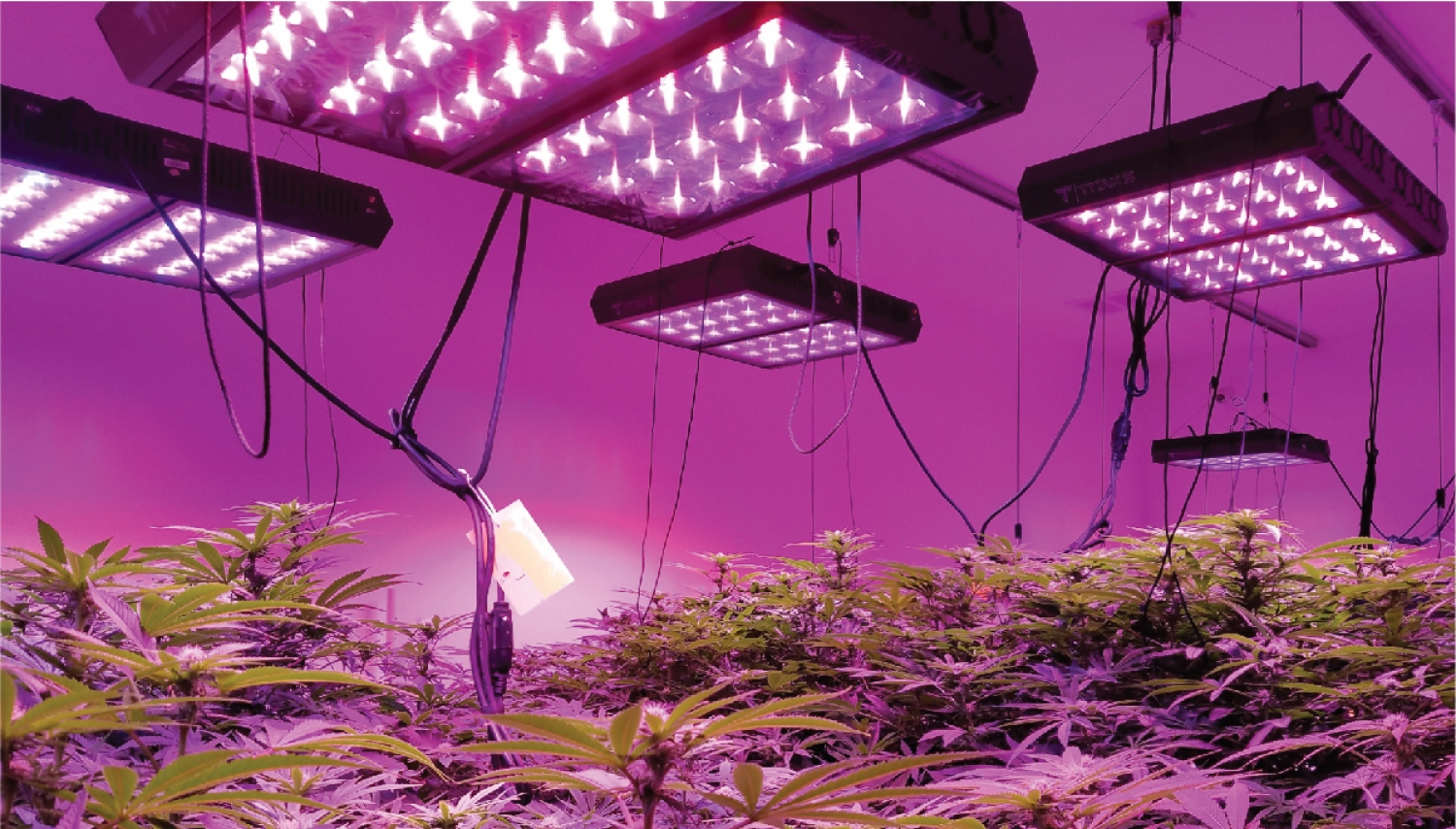 marijuana grow light