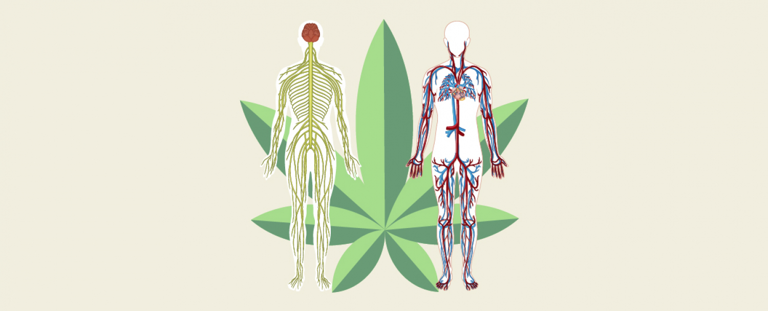 How Does Cannabis Affect The Body GrowDiaries