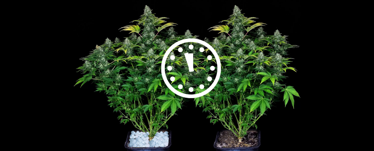 Does ICE Water And Full Darkness At The End Of A Grow Increase