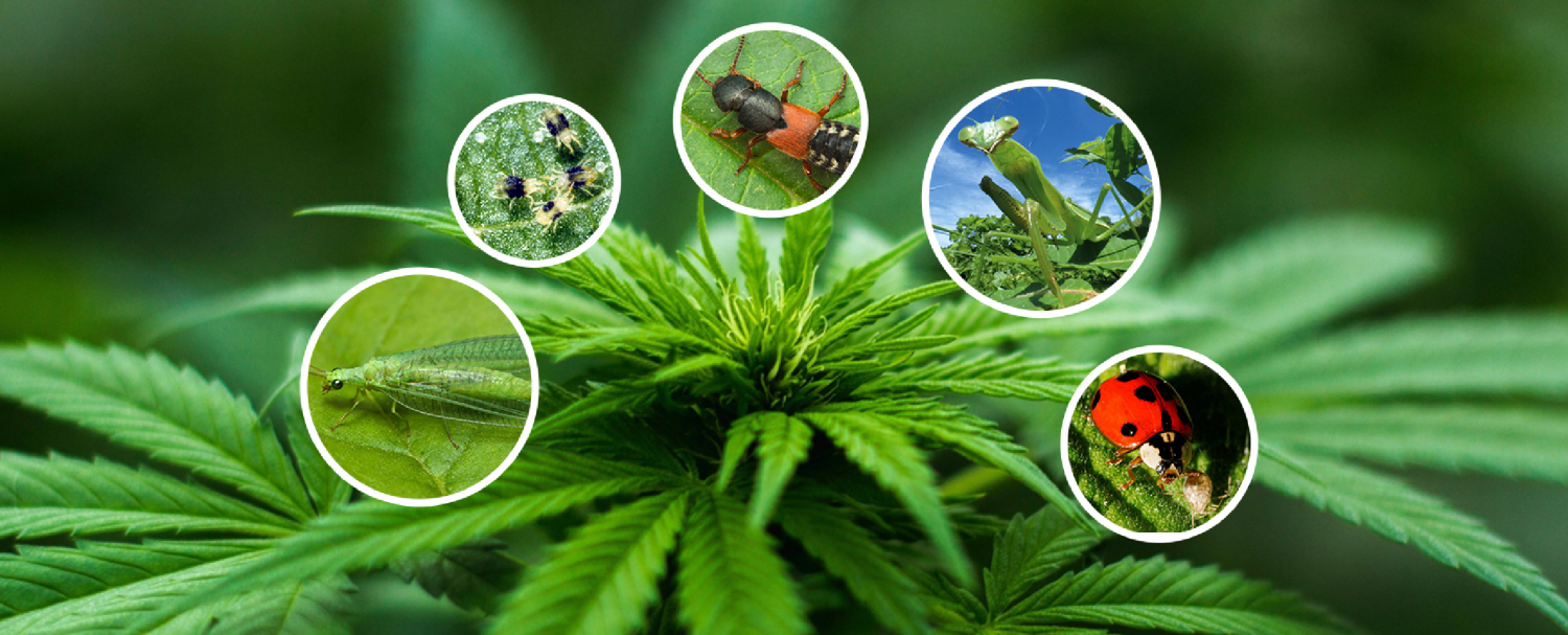 Beneficial Bugs For Cannabis GrowDiaries