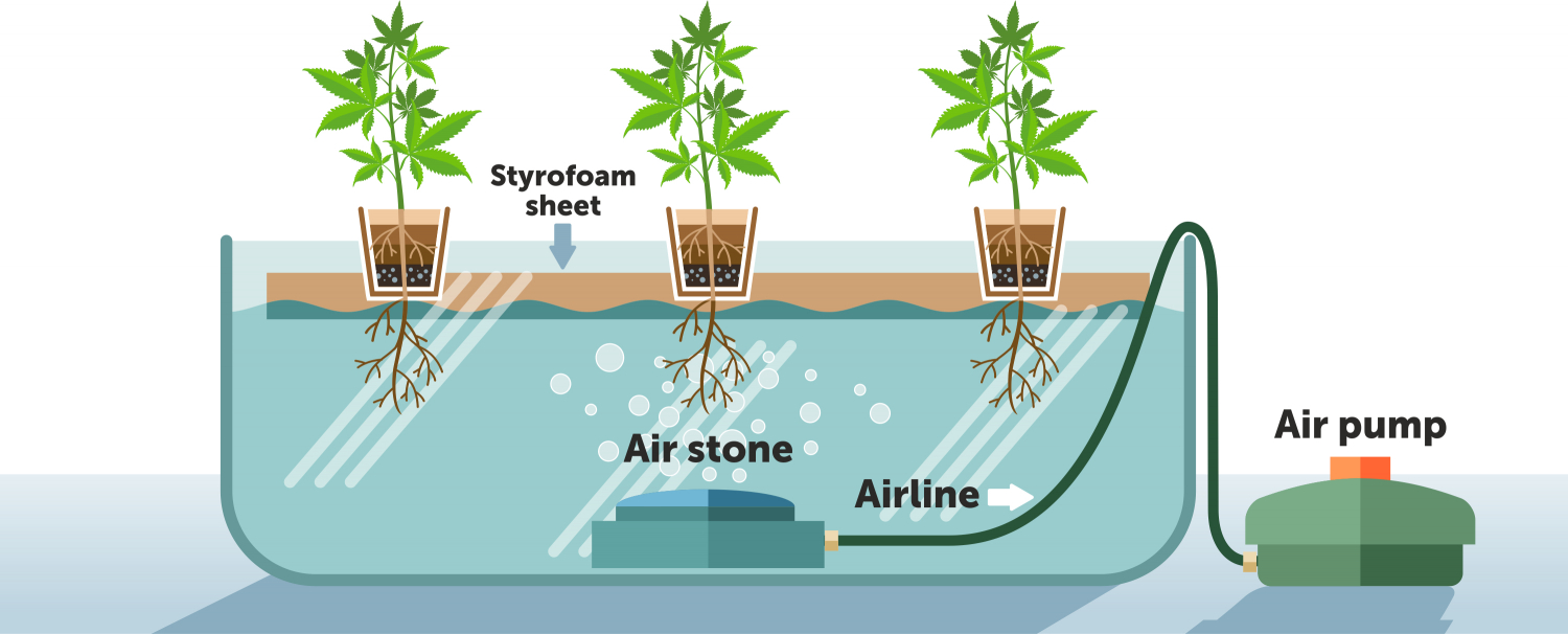 How To Grow Cannabis Plants In Deep Water Culture GrowDiaries