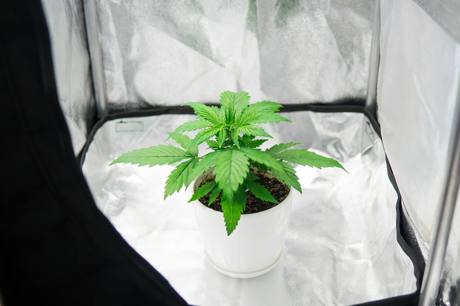 How To Grow Cannabis In A 3x3 Grow Tent? - GrowDiaries