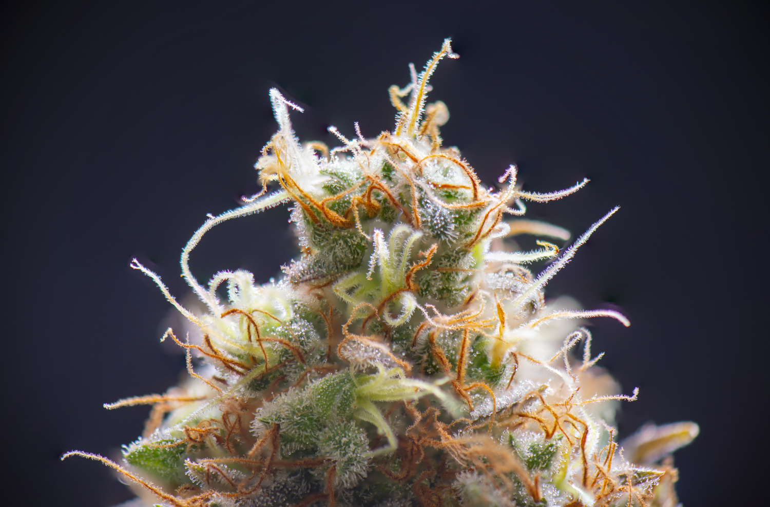 How To Tell If Your Cannabis Plant Is Flowering? GrowDiaries