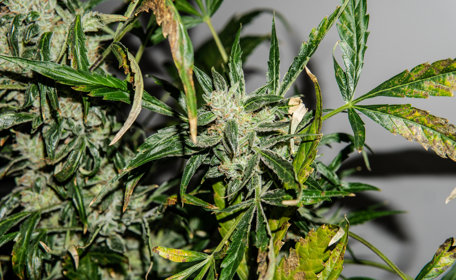 Why Are My Cannabis Buds Dying? GrowDiaries