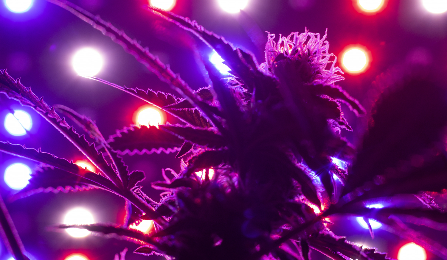 What Is PPFD For Growing Cannabis? GrowDiaries