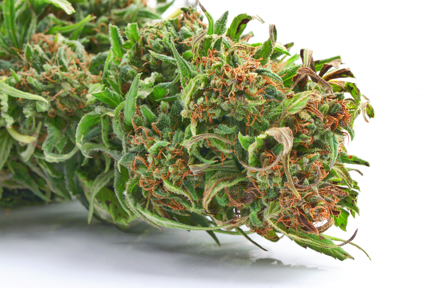 What Are Overripe Buds And Can You Still Smoke Them? - GrowDiaries