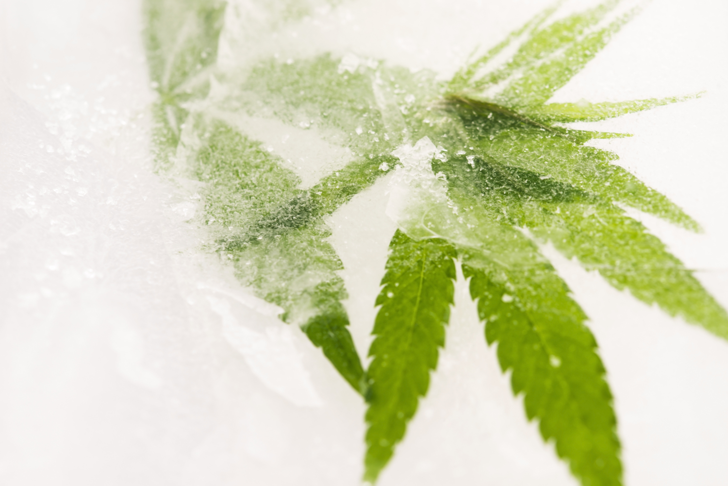 What Is Fresh Frozen Cannabis? The Best Way To Make Live Rosin