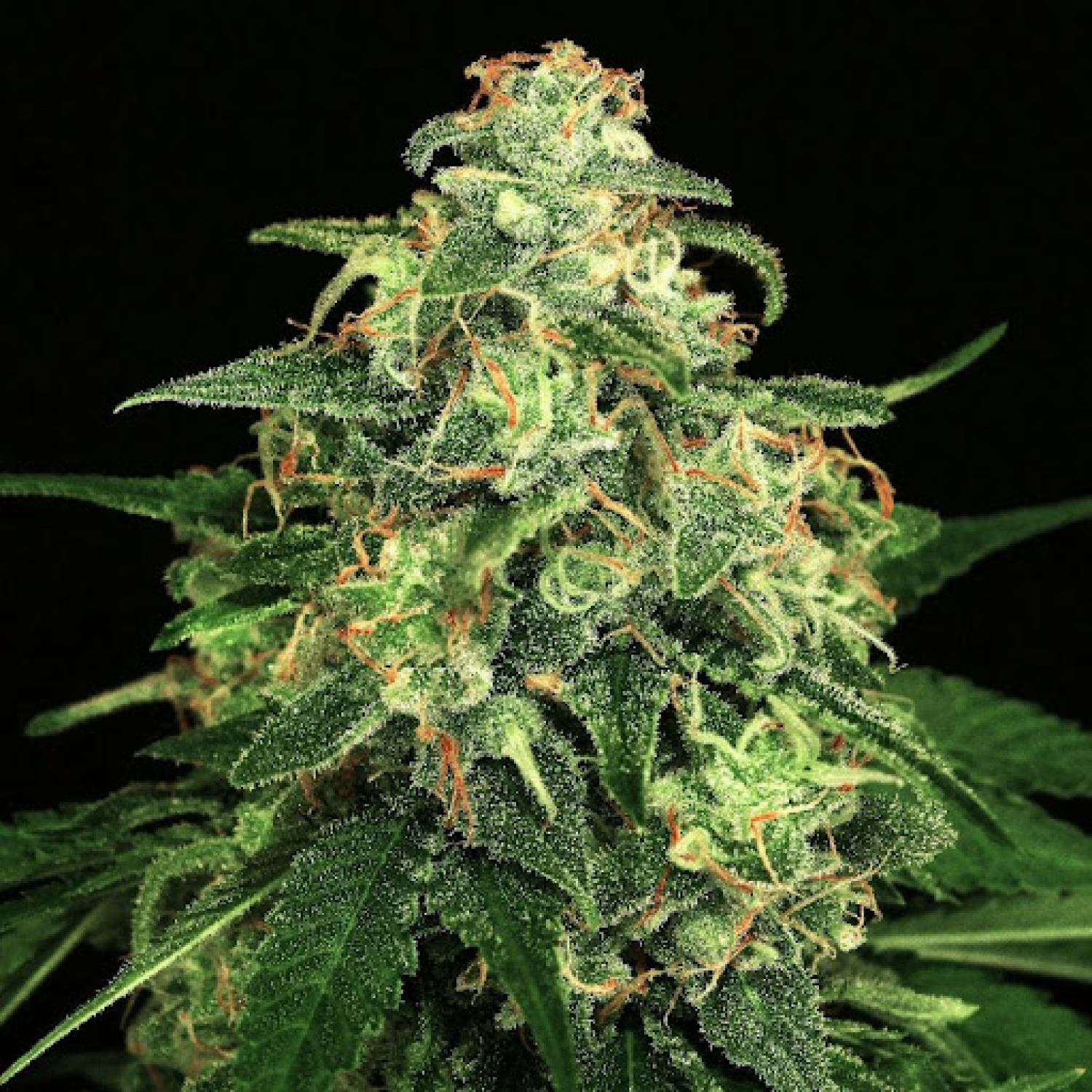 Best Exotic Weed 2024 Southern California The Untold Truth - jz59o3c