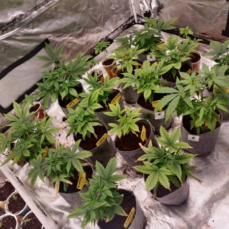 Seedsman Alaskan Purple Auto Seedsman White Widow Auto Seedsman