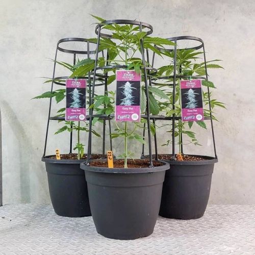 Dark Heart Nursery breeder. Seed bank info GrowDiaries