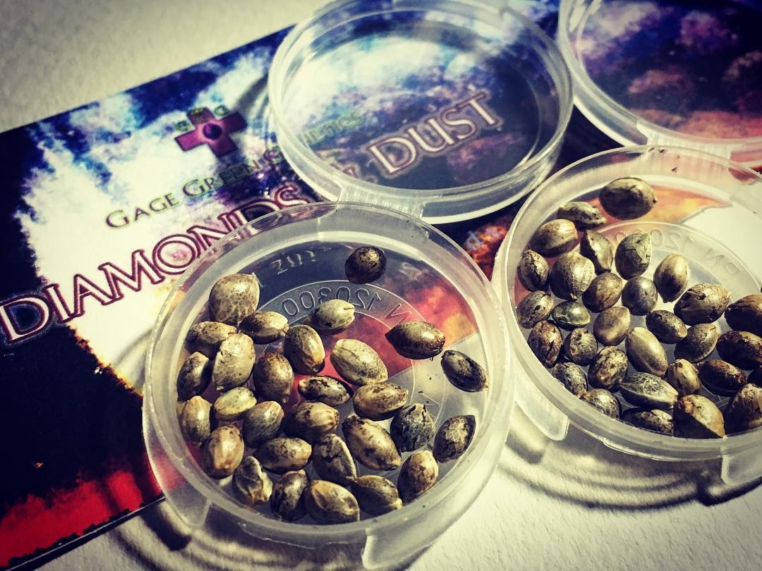 Gage Green breeder. Seed bank info GrowDiaries