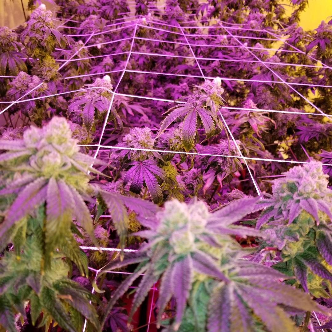 In House Genetics Breeder Seed Bank Info GrowDiaries