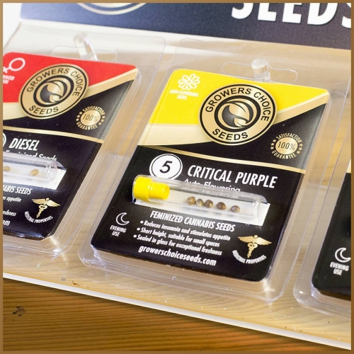 Growers Choice Seeds breeder. Seed bank info GrowDiaries