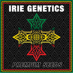 Orange Gasm Strain Info / Orange Gasm Weed By Irie Genetics - GrowDiaries
