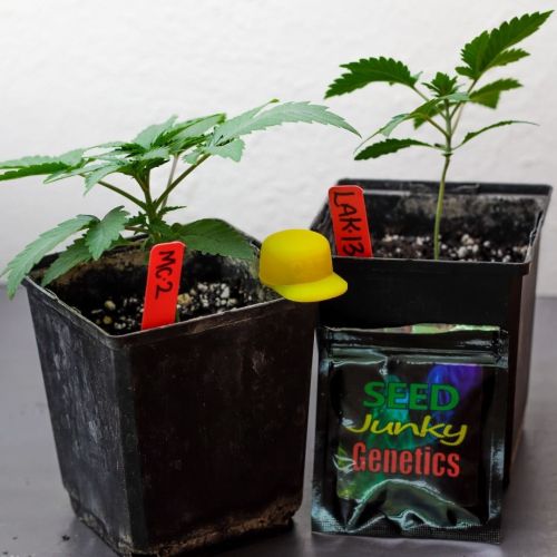 Seed Junky breeder. Seed bank info GrowDiaries