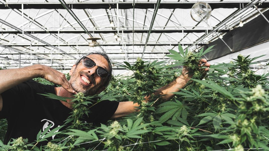Homegrown Cannabis Co breeder. Seed bank info - GrowDiaries