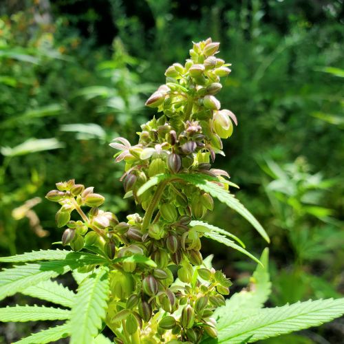 Quebec Cannabis Seeds QCS breeder. Seed bank info GrowDiaries