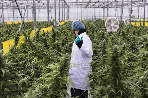 growdiaries
