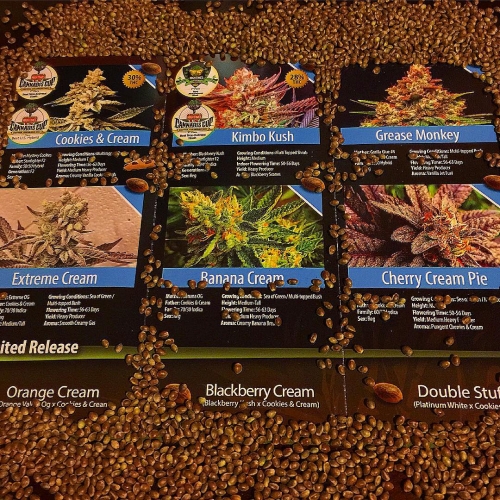 Exotic breeder. Seed bank info GrowDiaries