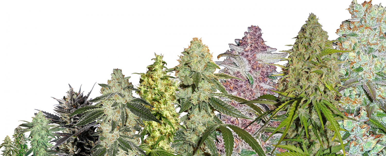 Top 10 Highest Thc Strains For 2021 Growdiaries