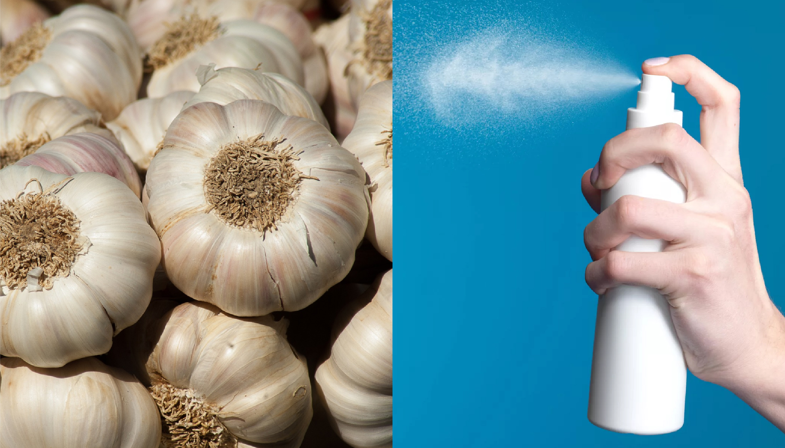 Beneficial Plants For Growing GrowDiaries