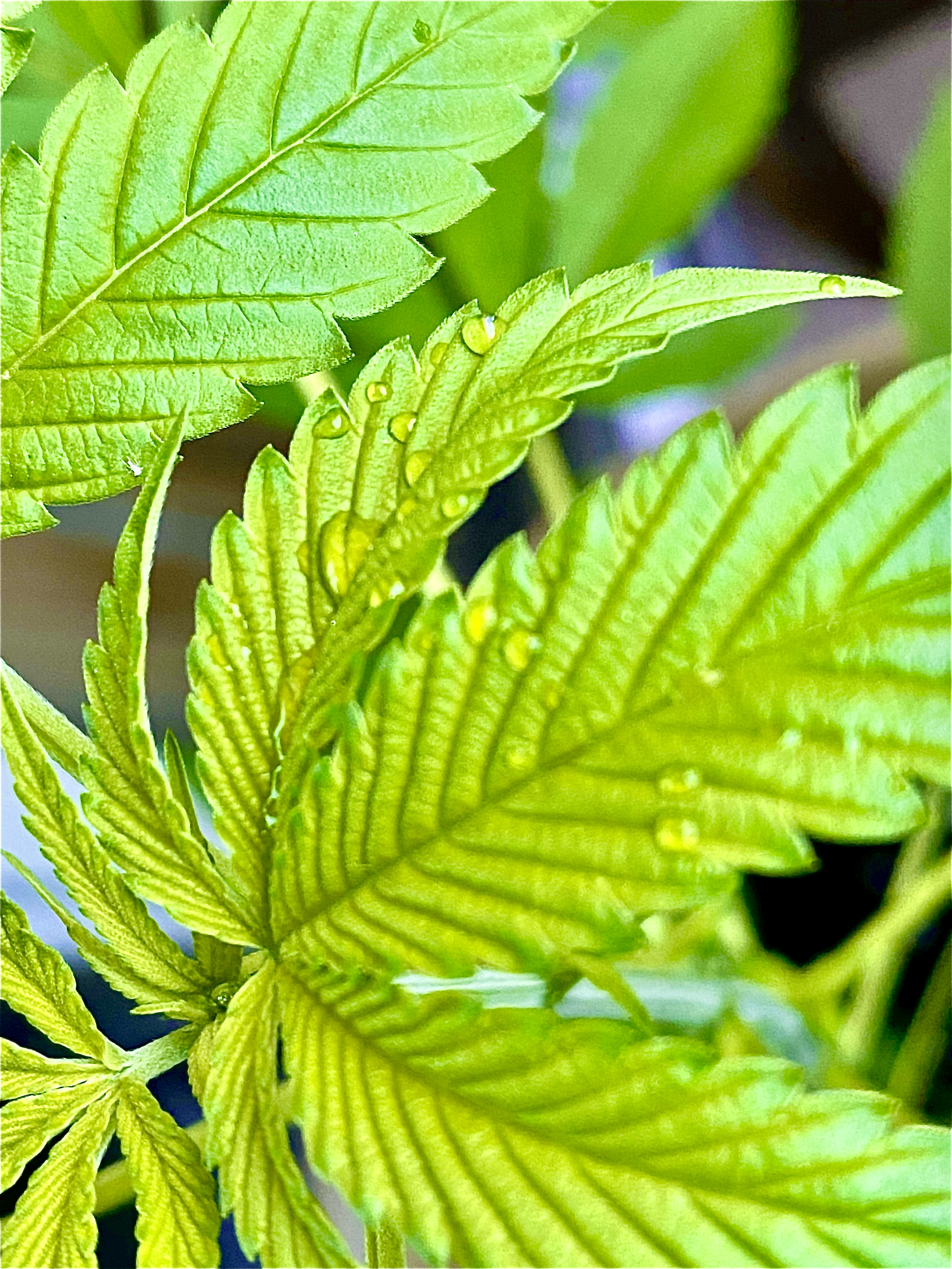 21+ Plant Leaves Curling Down