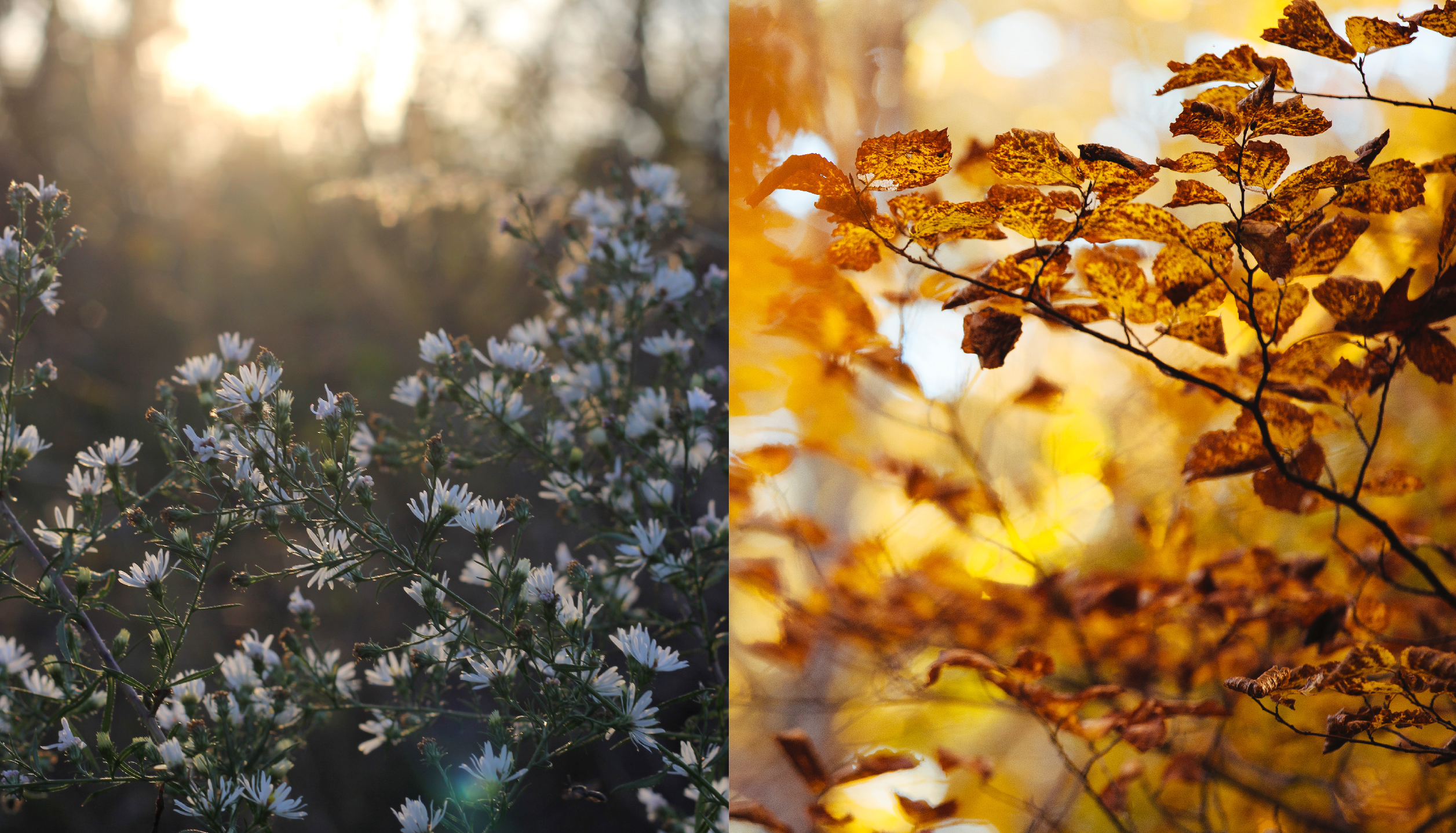 Cool Blue Light In Spring Vs Warm Red Light In Autumn