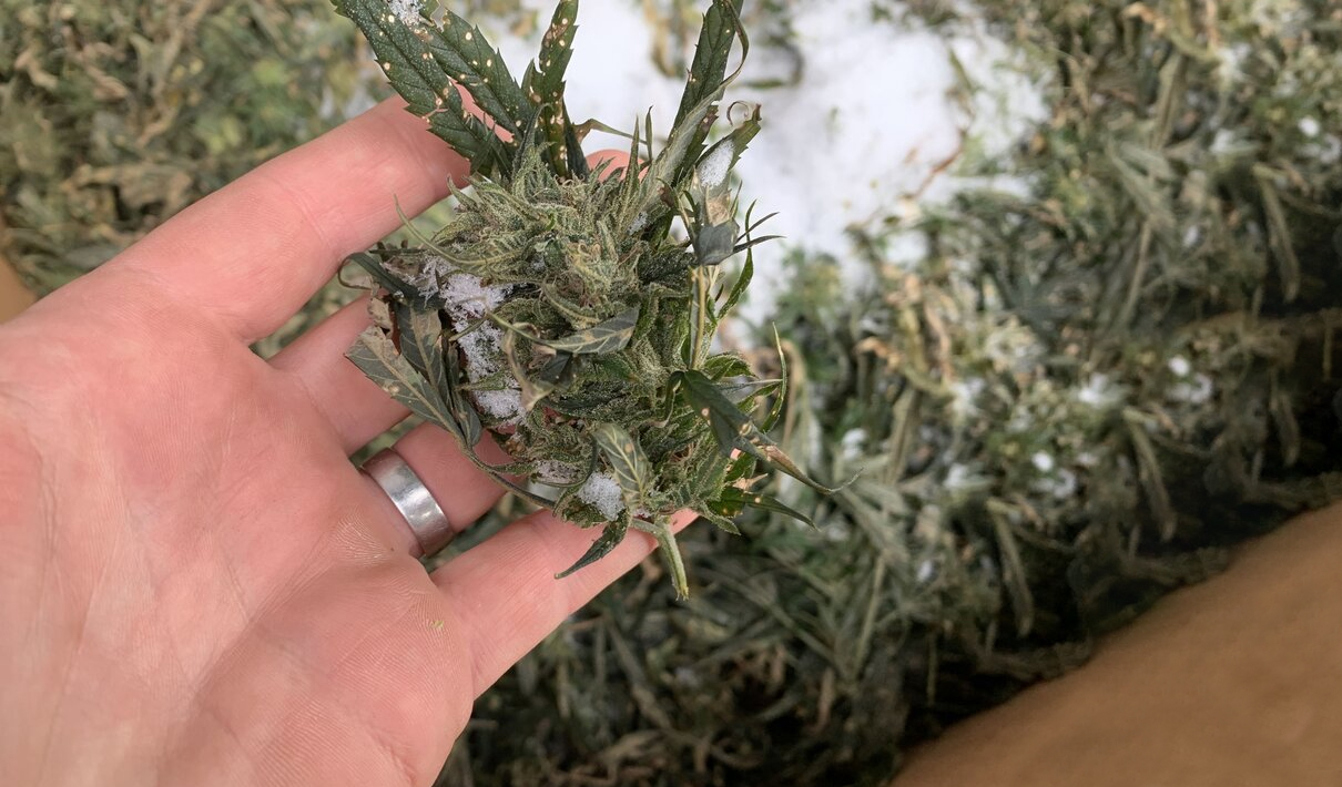 What Is Fresh Frozen Cannabis? The Best Way To Make Live Rosin? GrowDiaries