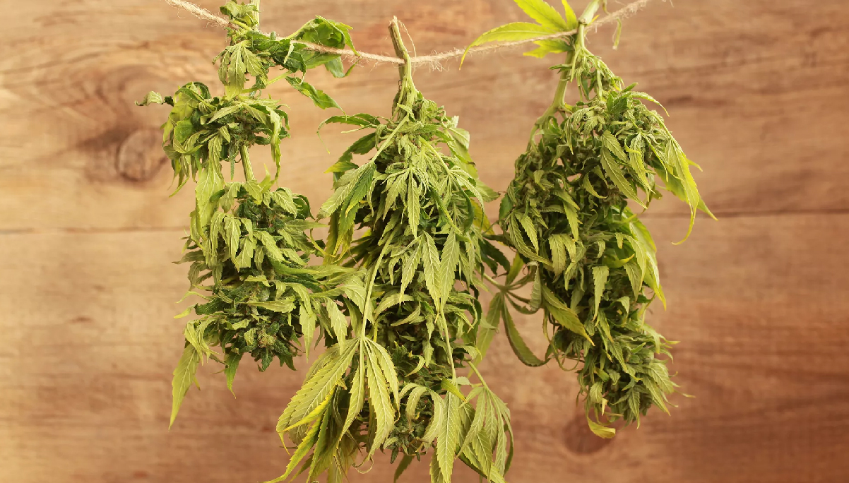 do marijuana plants smell