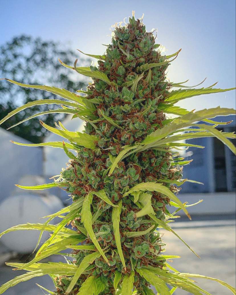 Best Underrated Autoflowering Strains GrowDiaries