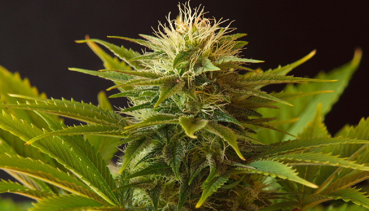 Female Cannabis Flower.