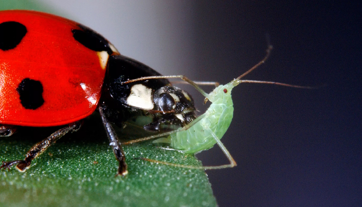 Cannabis Pests - Aphids - GrowDiaries