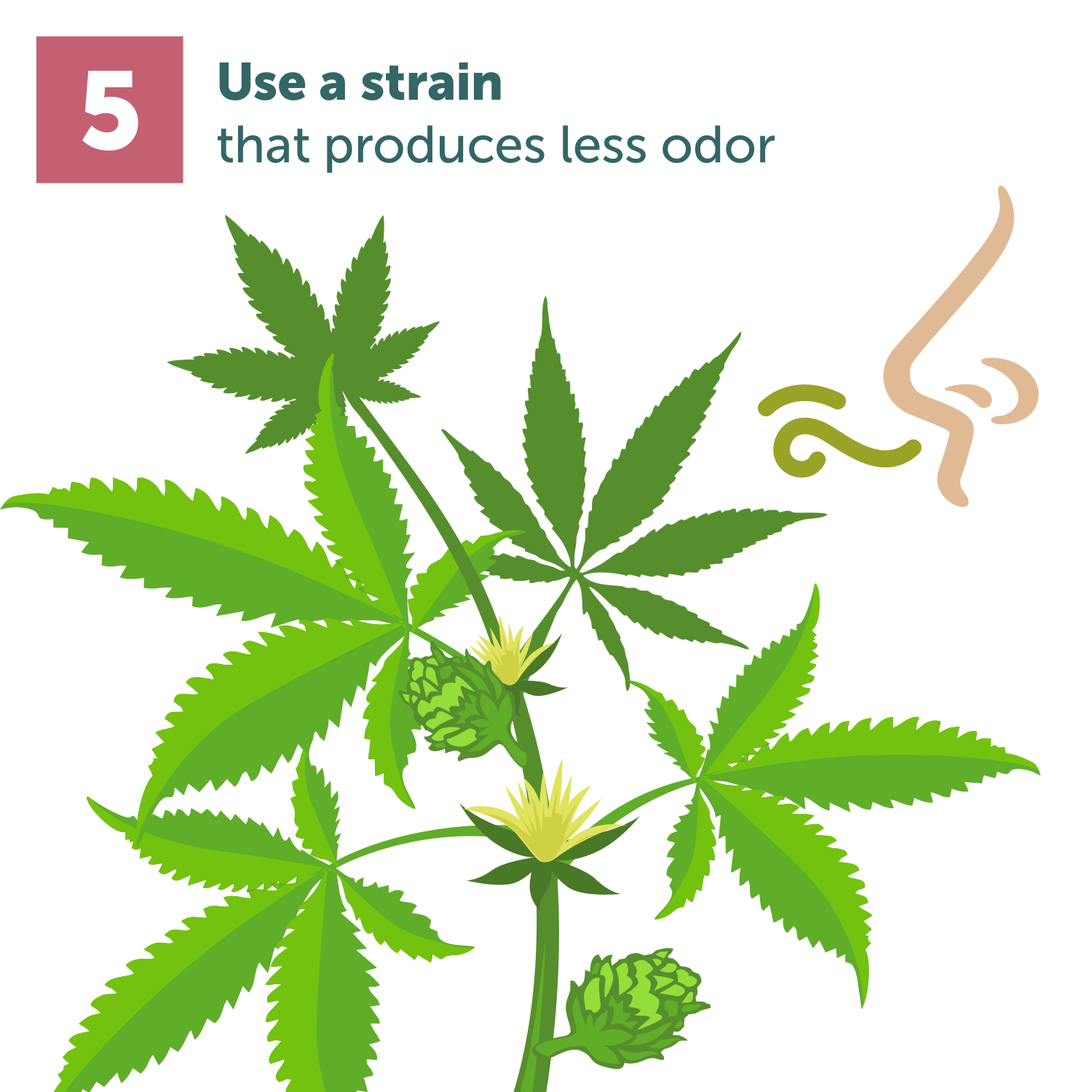 How To Control Odor In Your Grow Room GrowDiaries