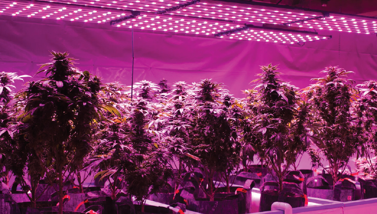 Growing Cannabis With LED Lights - Pros And Cons - GrowDiaries