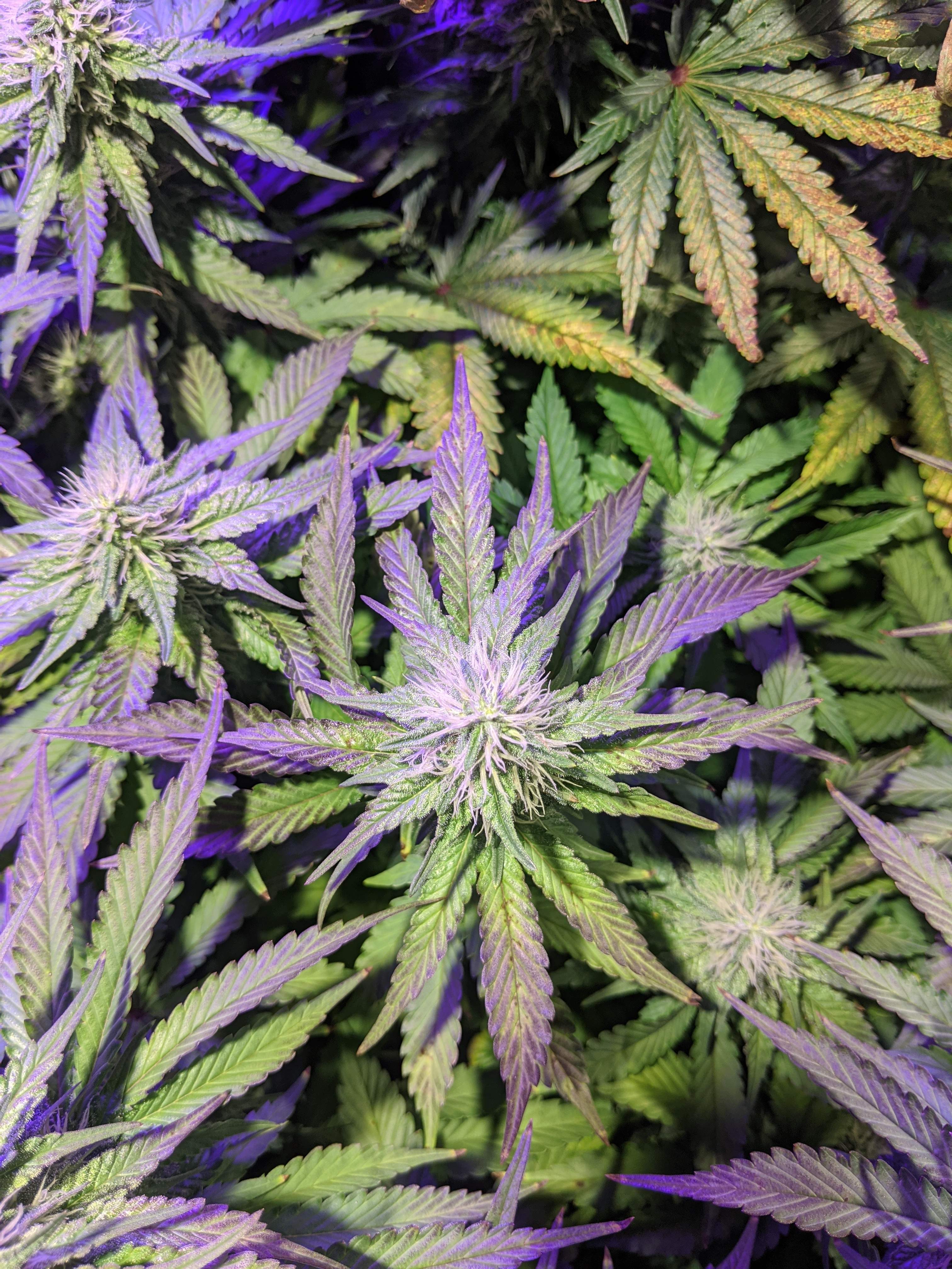 How To Treat Copper Deficiency In Cannabis Plants? GrowDiaries