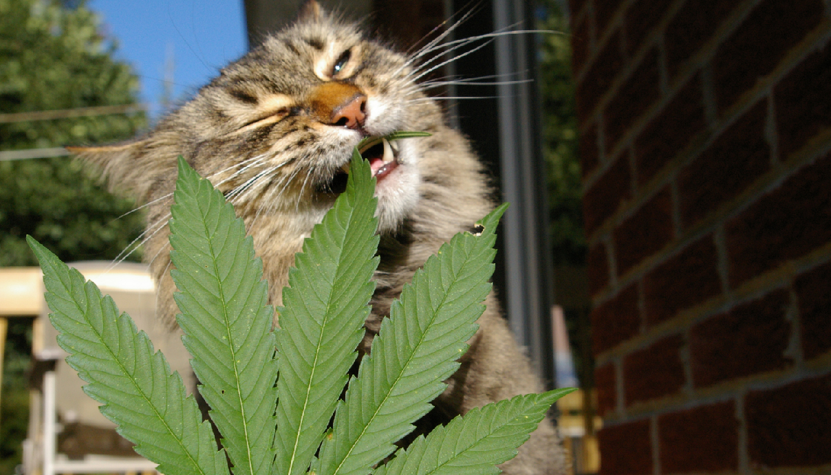 Can Animals Consume Cannabis? GrowDiaries