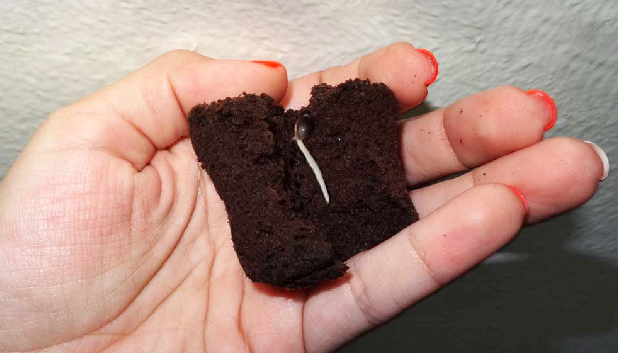 chimex seeds roots and herbs