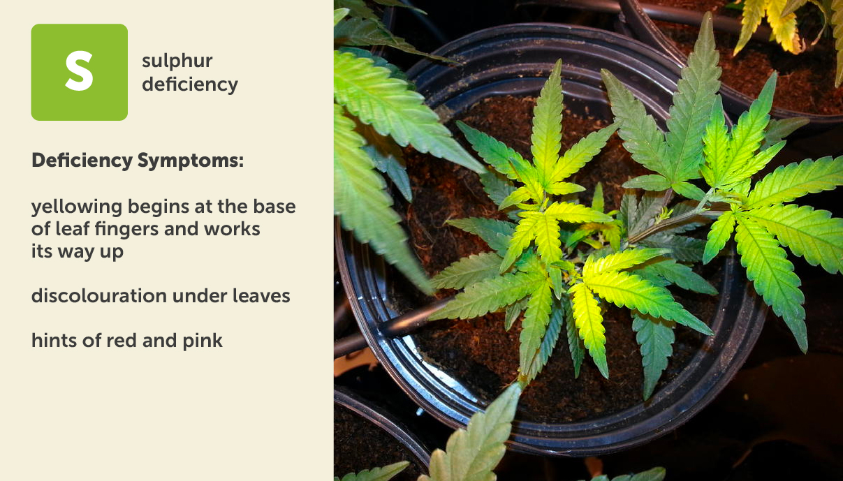 Sulphur Deficiency