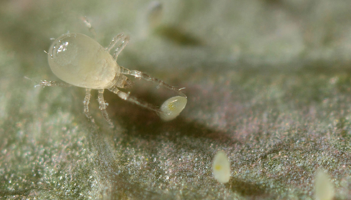 Cannabis Pests Broad Mites GrowDiaries