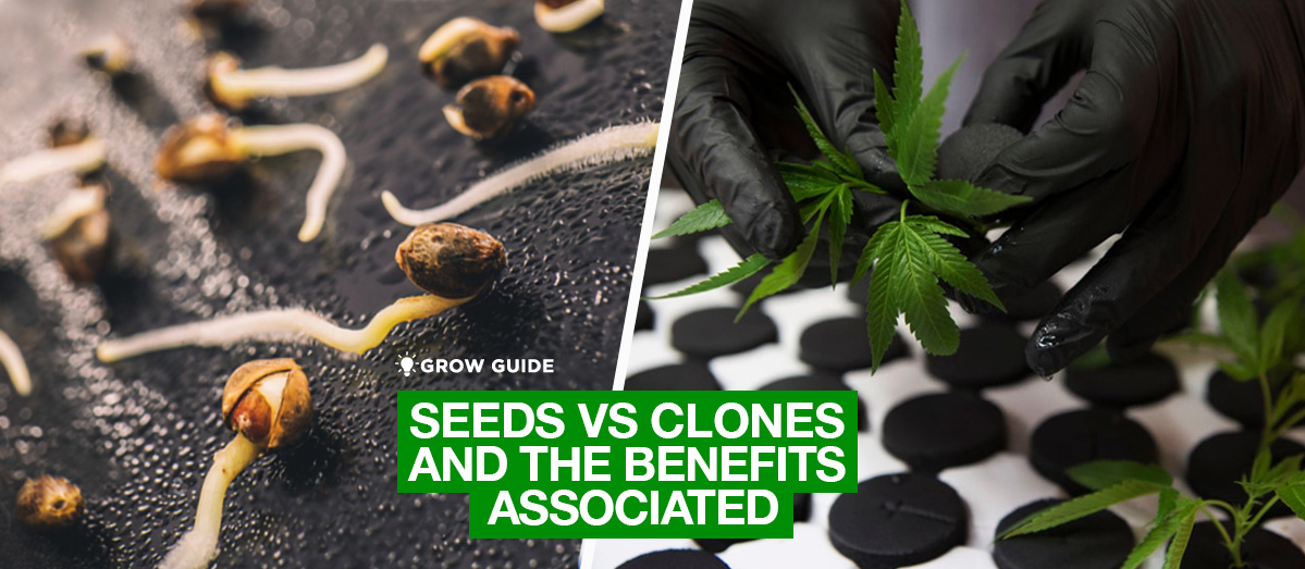 Seeds VS Clones and The Benefits Associated