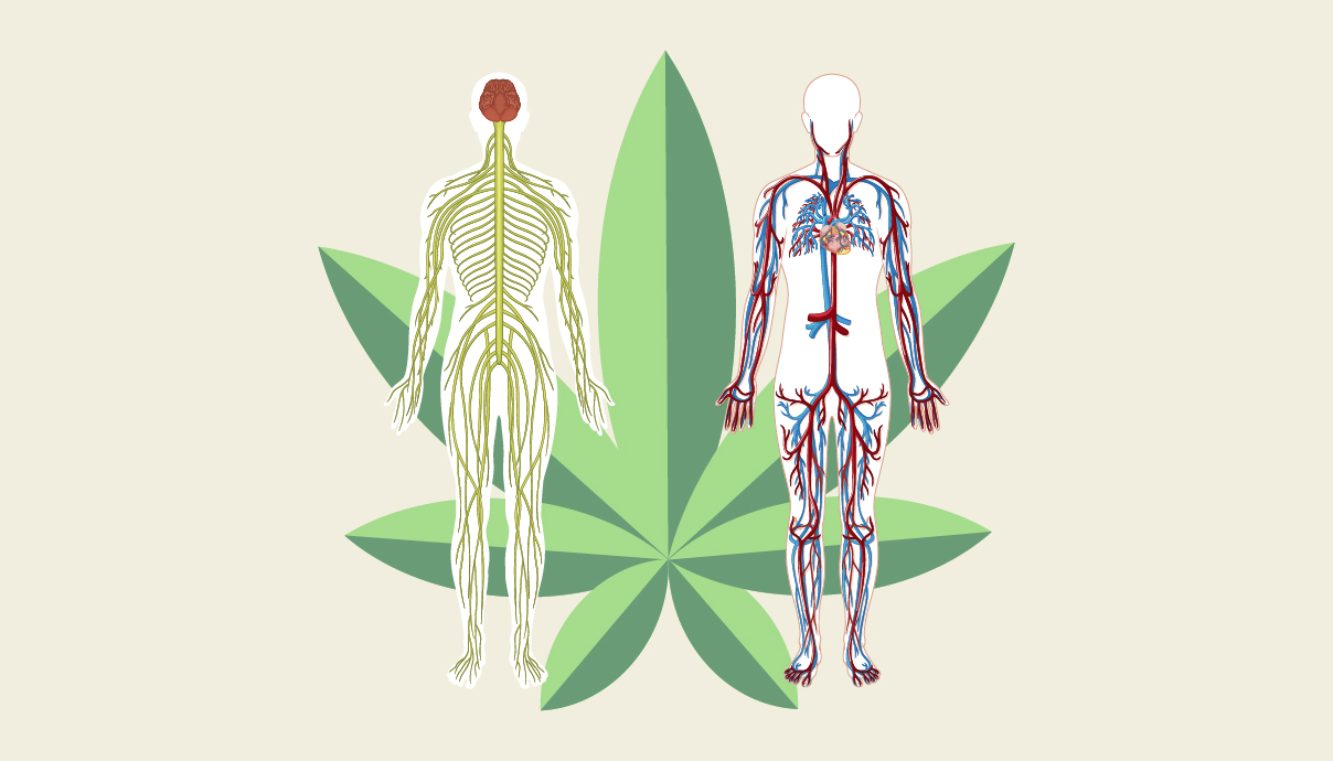 How Does Cannabis Affect The Body GrowDiaries
