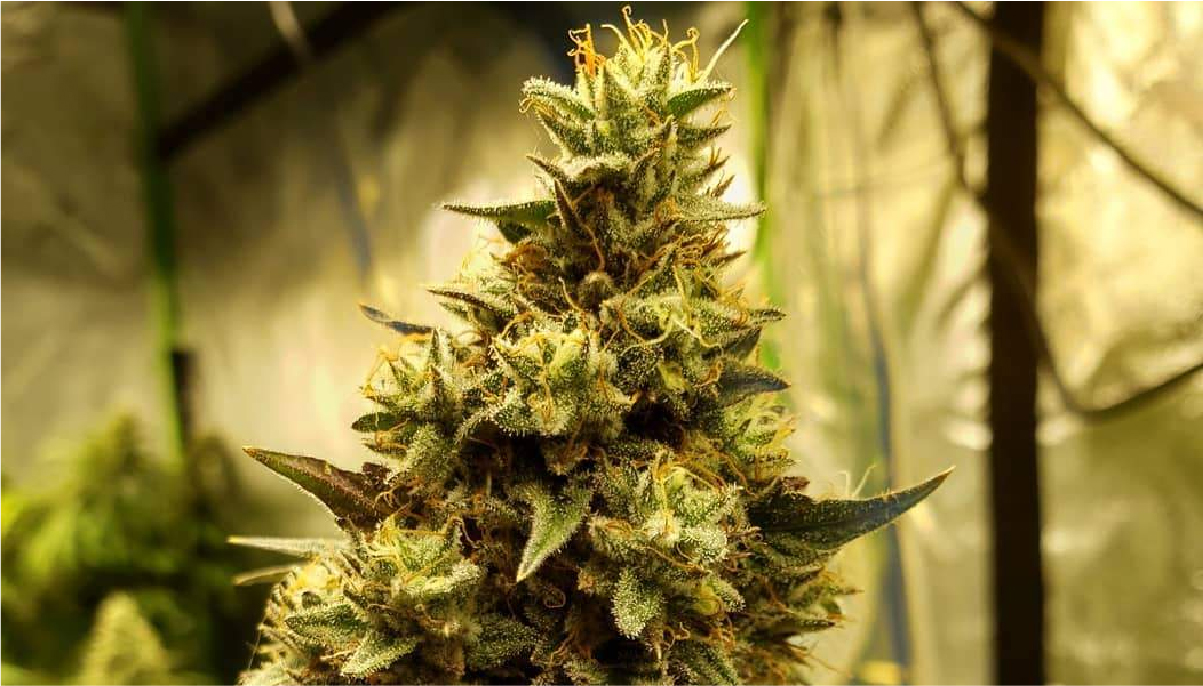 What Is The Best Time To Harvest Cannabis GrowDiaries