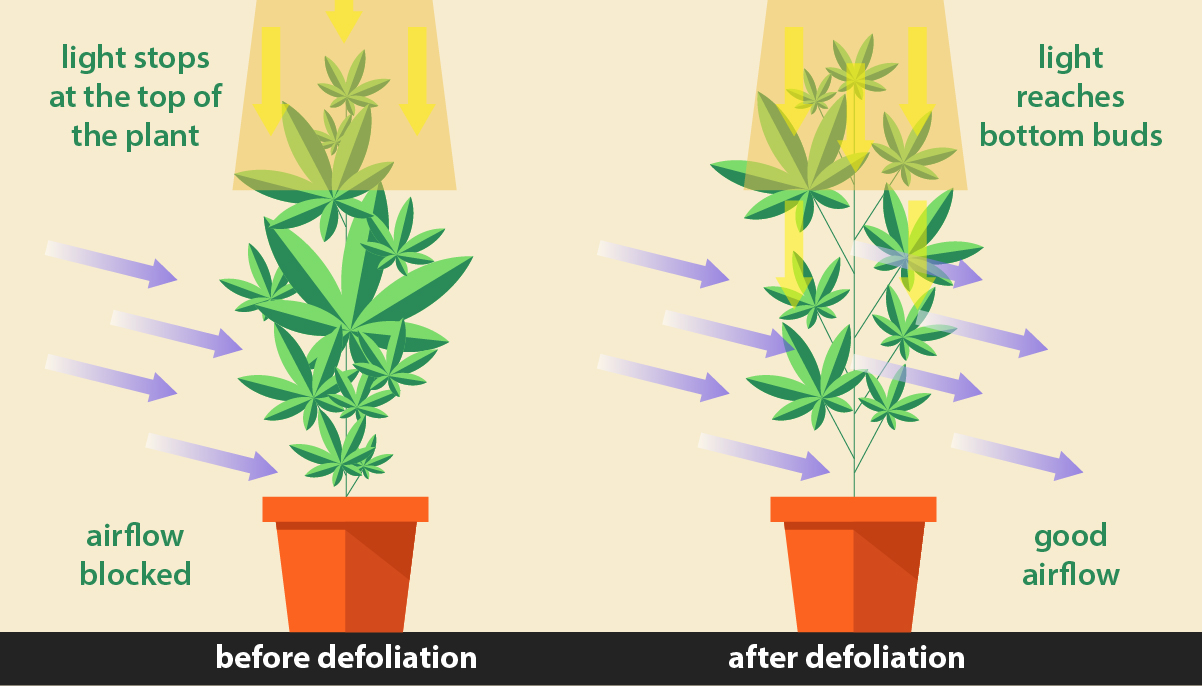 Is It Safe To Defoliate Cannabis? GrowDiaries
