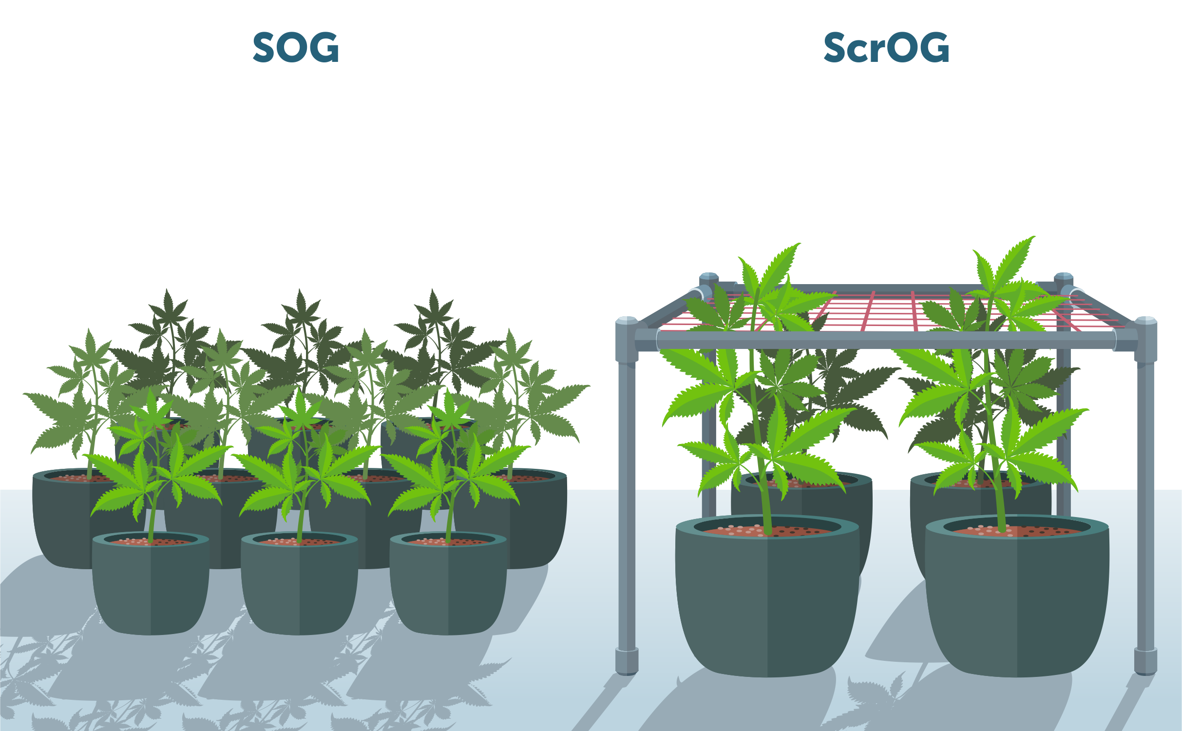 Best Container Sizes For Autoflowering Cannabis GrowDiaries