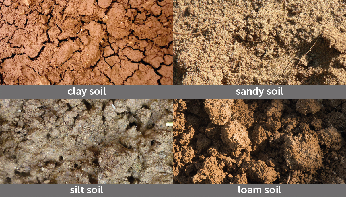 how-to-grow-cannabis-in-soil-growdiaries