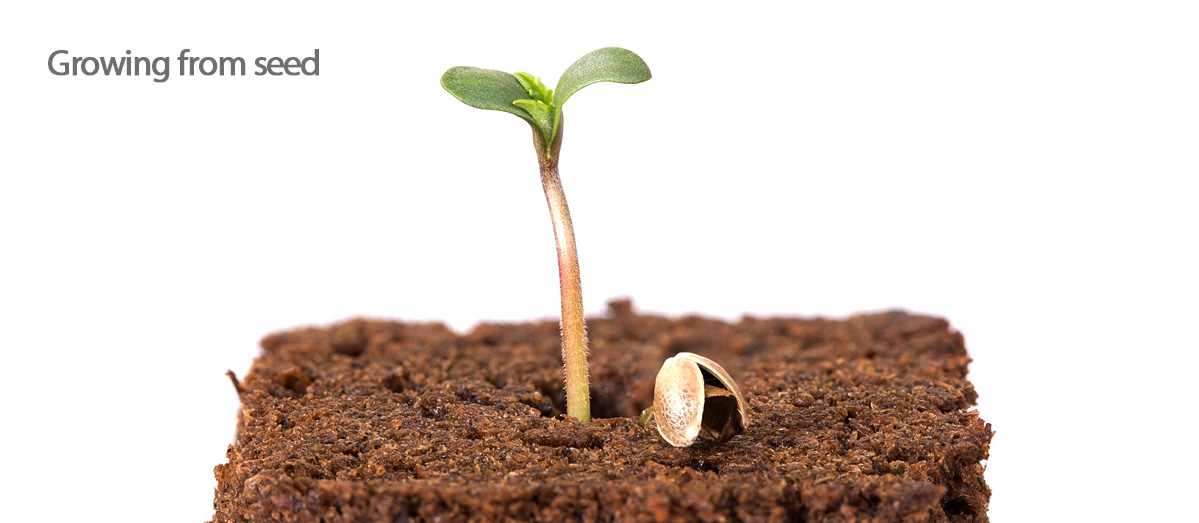 Seeds VS Clones And The Benefits Associated GrowDiaries