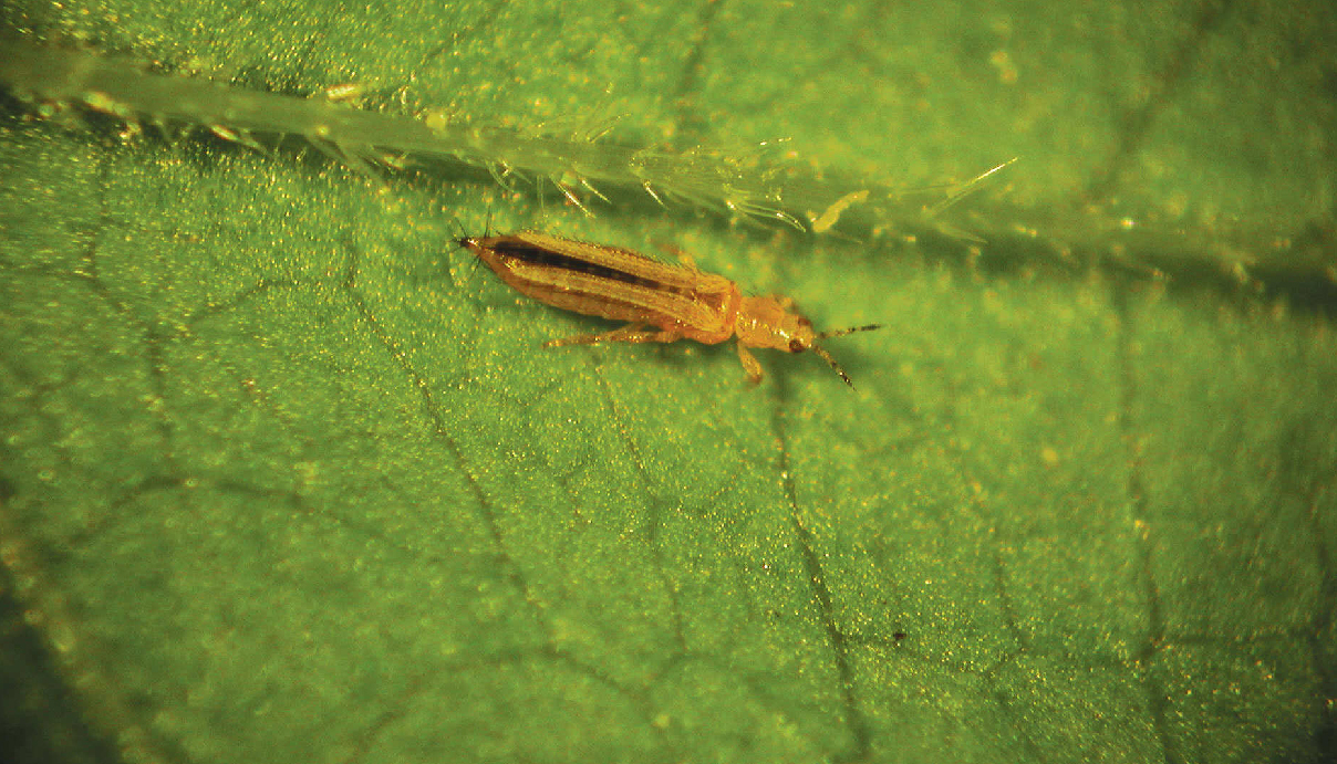Cannabis Pests - Thrips - GrowDiaries