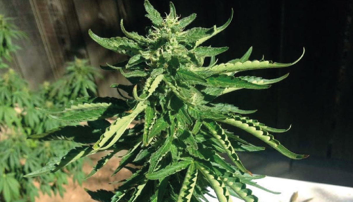 Why Are My Cannabis Leaves Wilting? GrowDiaries