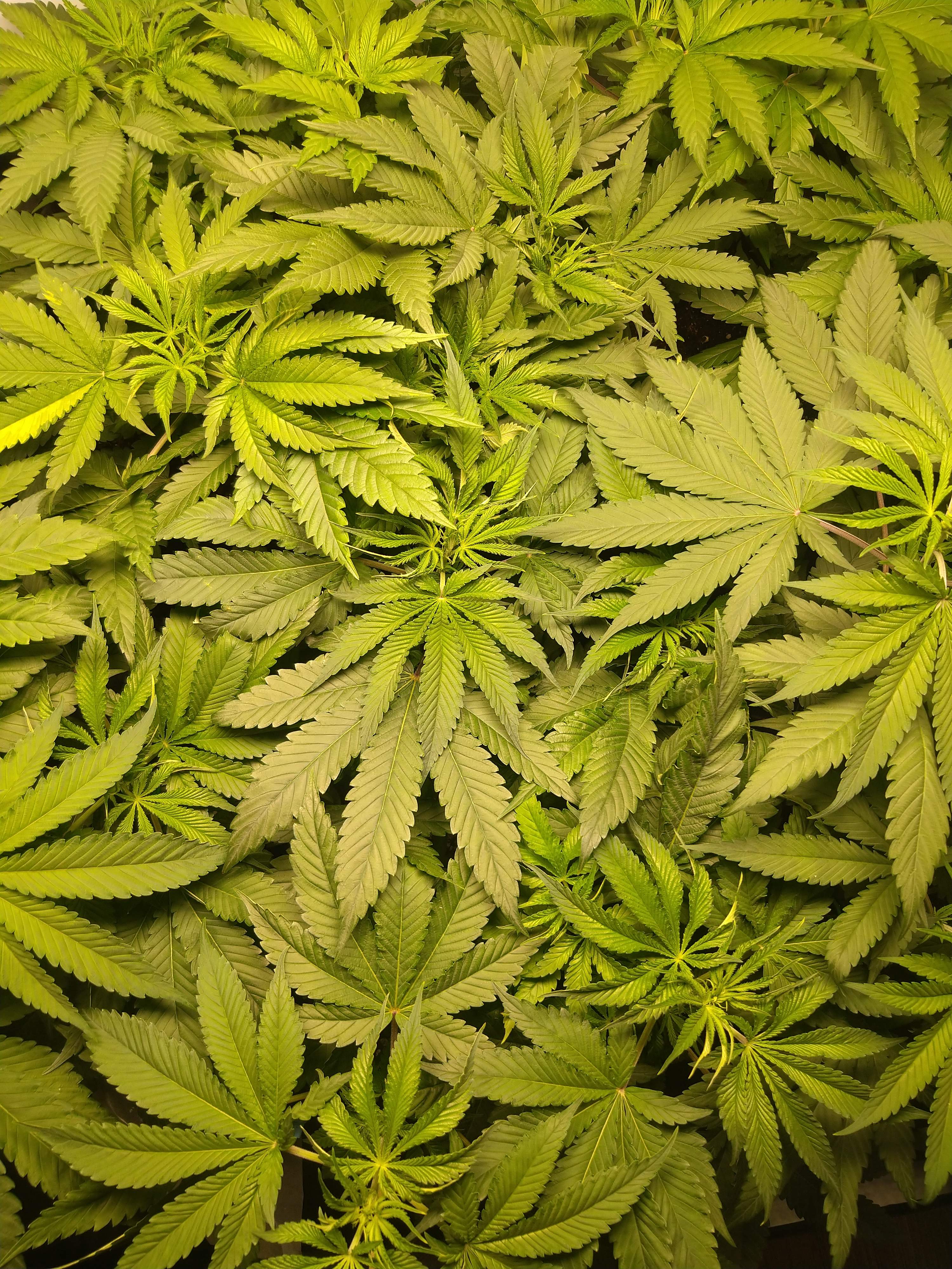 How To Grow Hemp Indoors? GrowDiaries