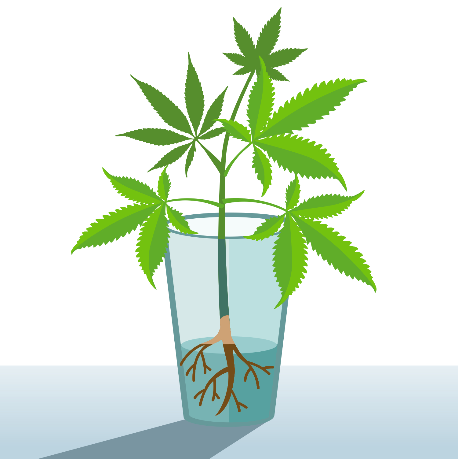 How To Clone Cannabis Plants In Water GrowDiaries
